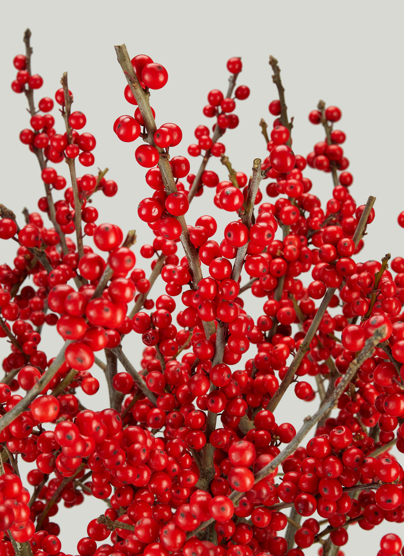 Ruby Ilex & Vase