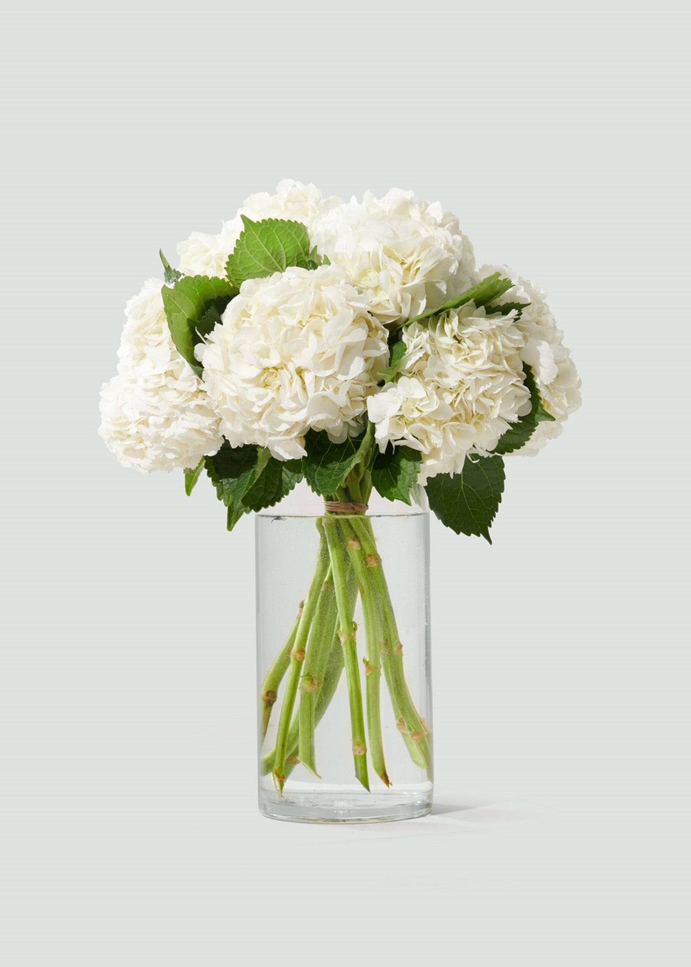 Cloud White Dutch Hydrangeas Bouquet | McQueens Flowers – McQueens Flowers