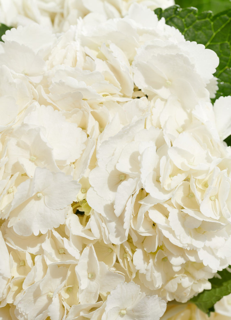 Cloud Hydrangeas